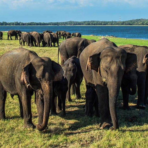 Elephant-gathering-1200.jpg