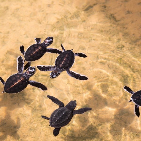 Experiences-Kosgoda-Sea-Turtle-Hatchery-intro-1100x1200-1