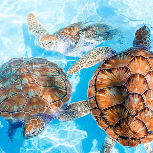 LSL_B2_Sea-Turtle-Hatchery-and-Rescue-Centre_800x520